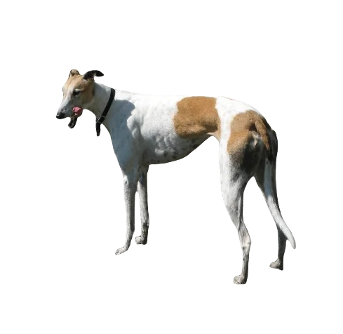 Greyhound Dog breed information all topics