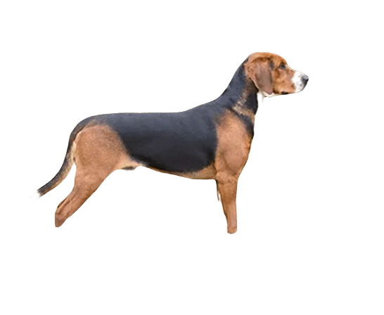 Hamiltonstovare Dog breed information in all topics
