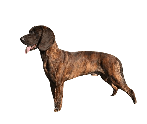 Hanoverian Scenthound Dog breed information in all topics