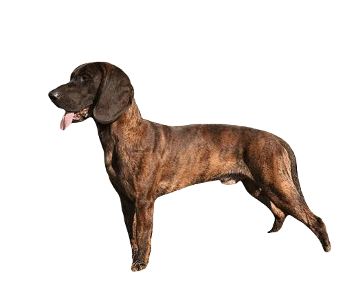 Hanoverian Scenthound Dog breed information in all topics