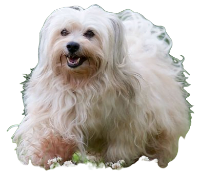 Havanese Dog breed information in all topics