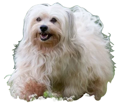 Havanese Dog breed information in all topics
