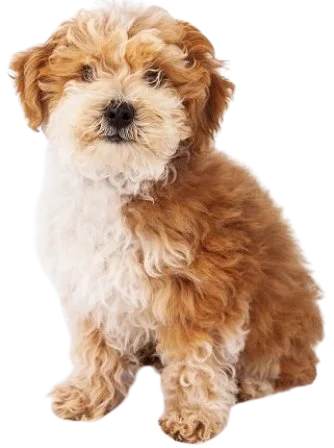 Havapoo Dog breed information in all topics