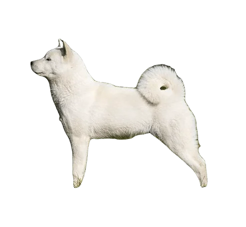 Hokkaido Dog breed information in all topics