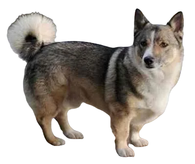 Horgi Dog breed information in all topics