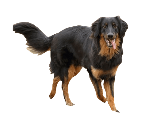 Hovawart Dog breed information in all topics