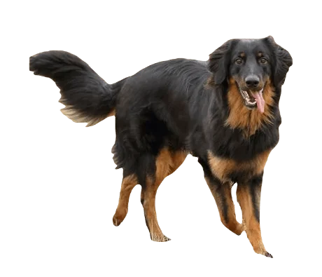 Hovawart Dog breed information in all topics