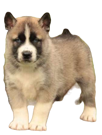 Huskita Dog breed information in all topics