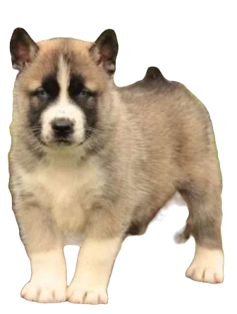 Huskita Dog breed information in all topics