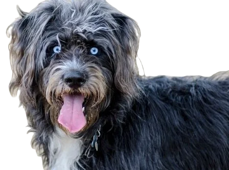 Husky Doodle Dog breed information in all topics