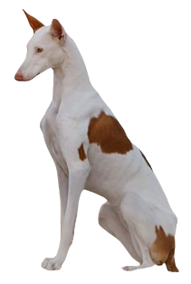Ibizan Hound Dog breed information in all topics