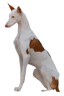 Ibizan Hound Dog breed information in all topics