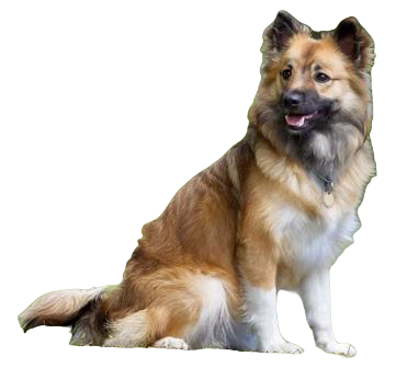 Icelandic Sheepdog breed information in all topics