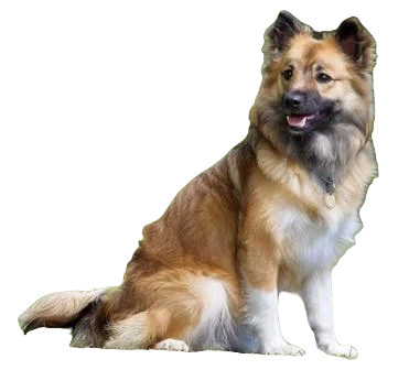 Icelandic Sheepdog breed information in all topics