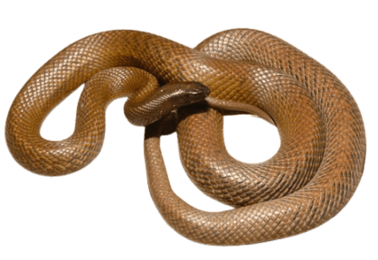 Inland taipan snake information in all topics