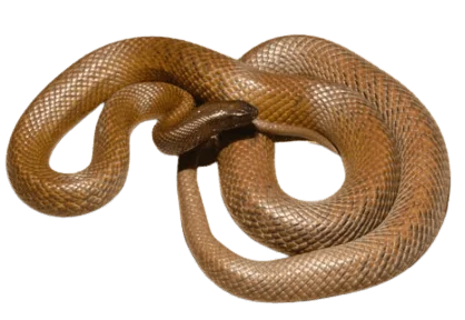 Inland taipan snakes information in all topics