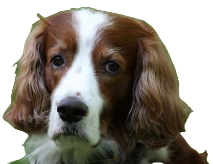 Irish Red And White Setter Dog breed information in all topics