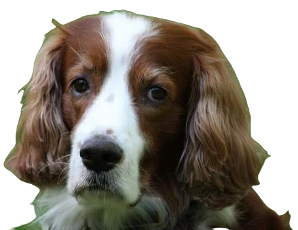 Irish Red And White Setter Dog breed information in all topics