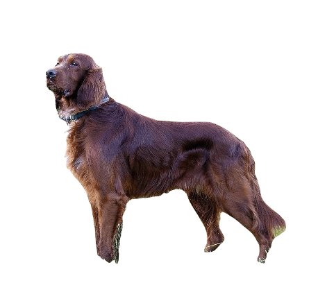 Irish Setter Dog breed information in all topics