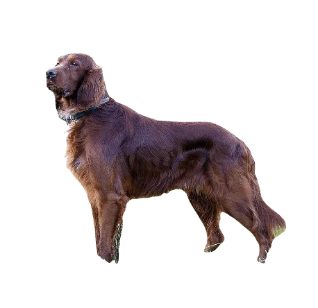 Irish Setter Dog breed information in all topics