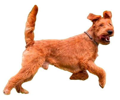 Irish Terrier Dog breed breed information in all topics