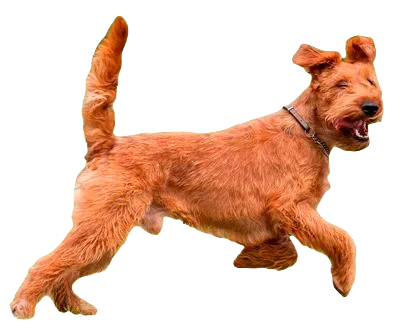 Irish Terrier Dog breed breed information in all topics