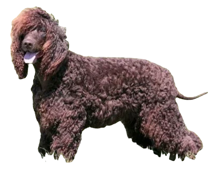 Irish Water Spaniel Dog breed information in all topics