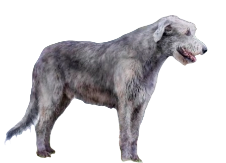 Irish Wolfhound Dog breed information in all topics