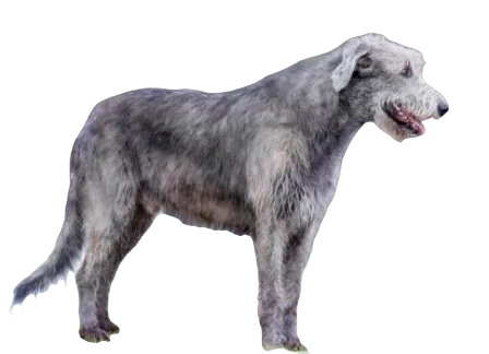 Irish Wolfhound Dog breed information in all topics