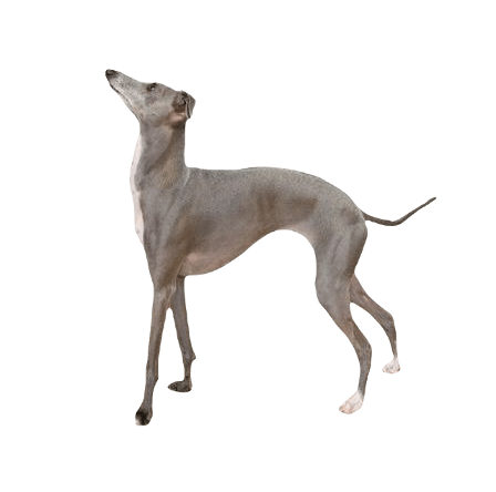 Italian Greyhound Dog breed information in all topics