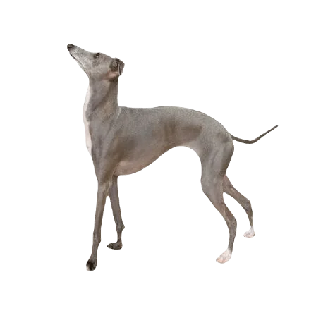 Italian Greyhound Dog breed information in all topics