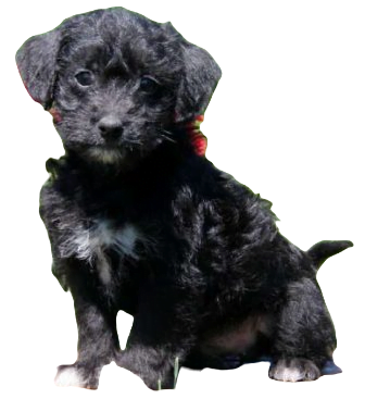 Jack A Poo Dog breed information in all topics