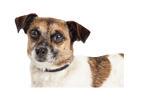 Jack Chi Dog breed information in all topics