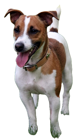 Jack Russell Terrier Dog breed information in all topics