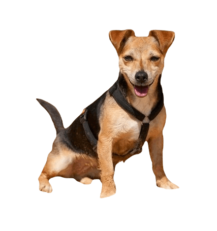 Jackshund Dog breed information in all topics