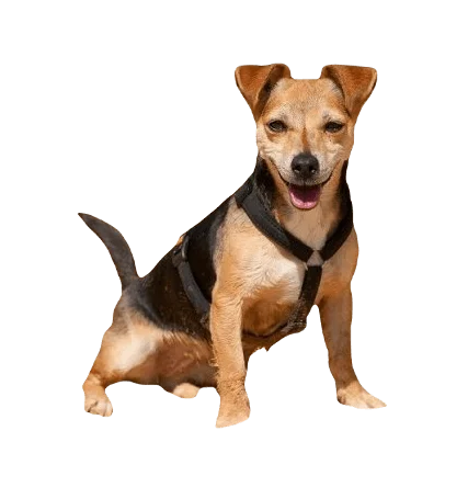 Jackshund Dog breed information in all topics