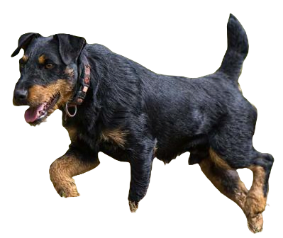 Jagdterrier Dog breed information in all topics