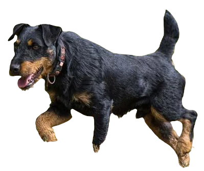 Jagdterrier Dog breed information in all topics