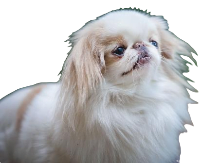 Japanese Chin Dog breed information in all topics