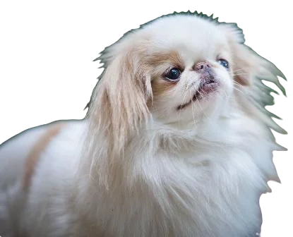 Japanese Chin Dog breed information in all topics
