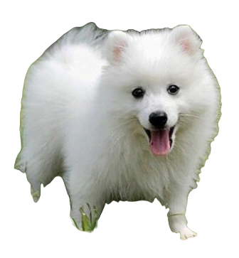 Japanese Spitz Dog breed information in all topics