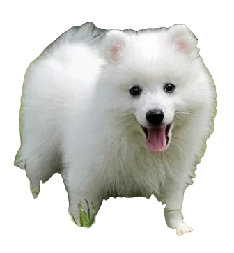 Japanese Spitz Dog breed information in all topics