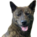 Kai Ken Dog breed information in all topics