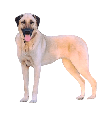 Kangal Shepherd Dog breed information in all topics