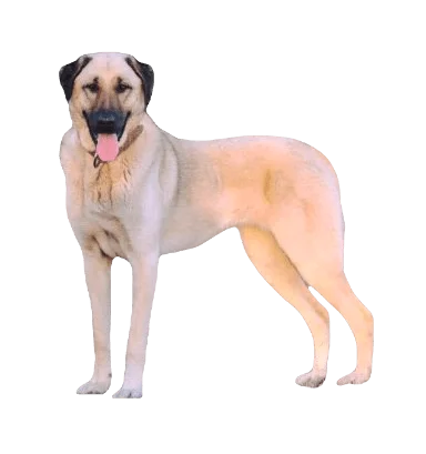 Kangal Shepherd Dog breed information in all topics