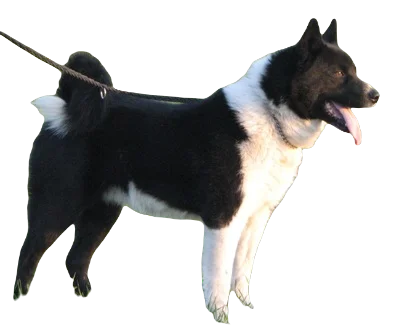 Karelian Bear Dog breed information in all topics