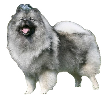 Keeshond Dog breed information in all topics