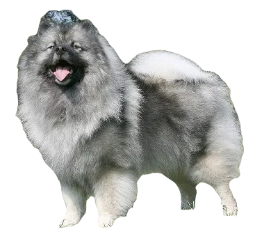 Keeshond Dog breed information in all topics