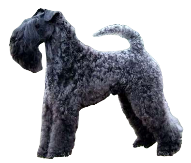 Kerry Blue Terrier Dog breed information in all topics