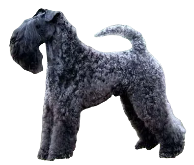 Kerry Blue Terrier Dog breed information in all topics
